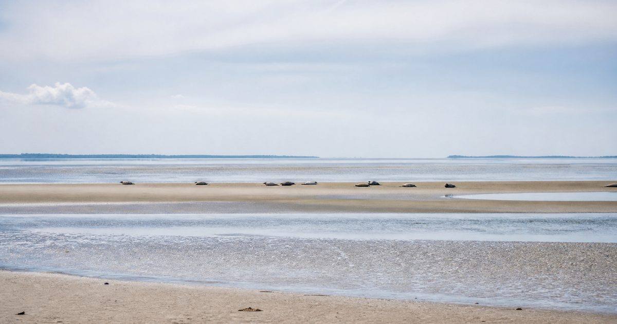 Waar kun je zeehonden in Zeeland zien? De beste plekken in Oosterschelde en Westerschelde