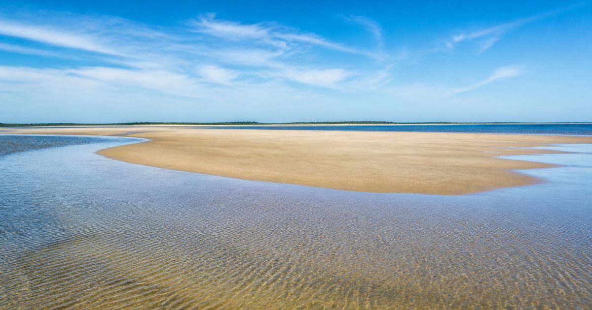 Welke soorten zeehonden leven in Zeeland? Dit zie je langs de kust en in de Oosterschelde