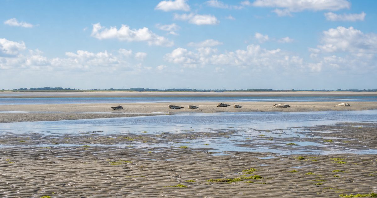 Het zeehond leefgebied in Zeeland: zandbanken, rustplaatsen en drukte op het water
