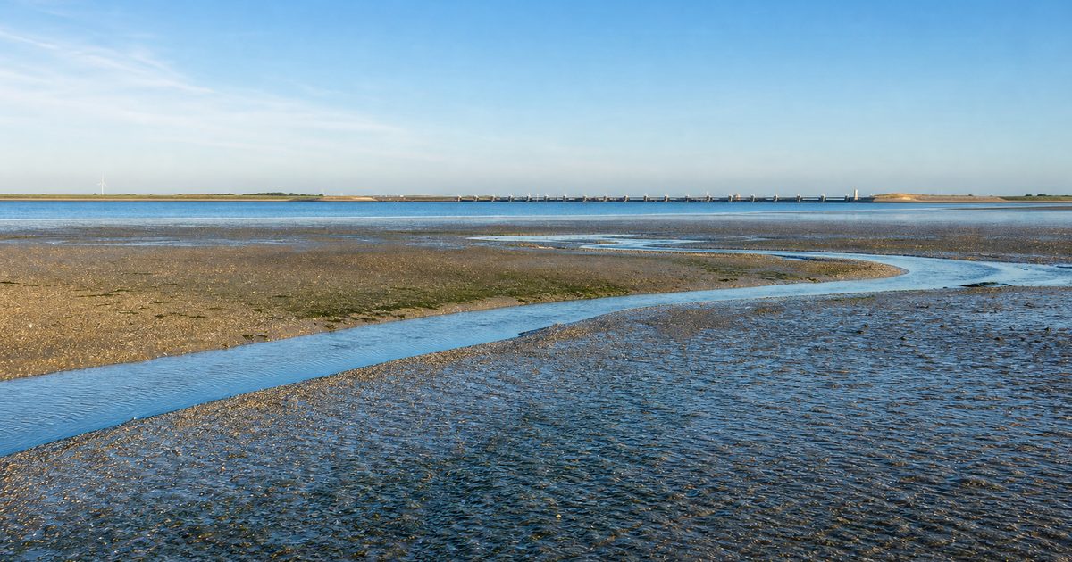 Zeehond Oosterschelde: waarom voelt deze soort zich thuis in dit Zeeuwse water?