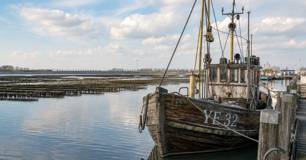 De Oosterscheldekreeft: waarom dit seizoen zo sterk met Zeeland is verbonden