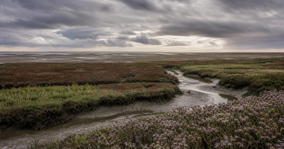 De schorren en slikken van Zeeland: hoe ontstaan deze landschappen?