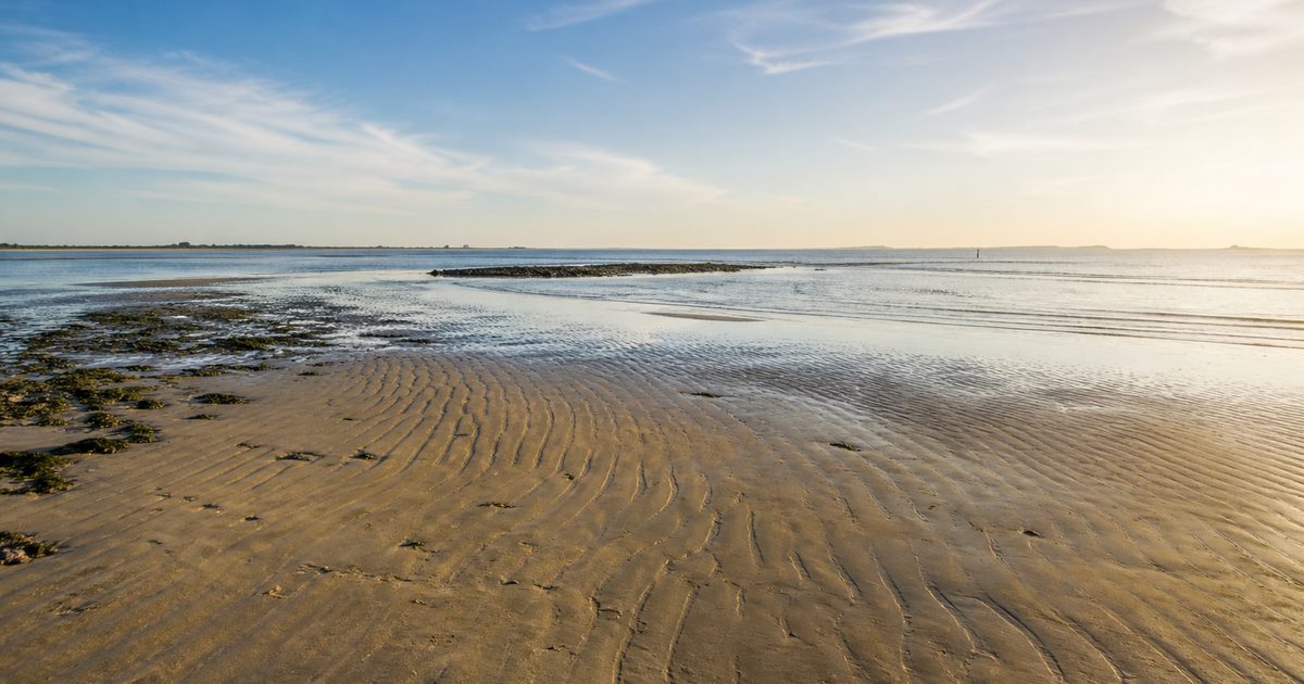 De zeehond in Zeeland: waar kun je hem zien en hoe leeft hij in de Delta?
